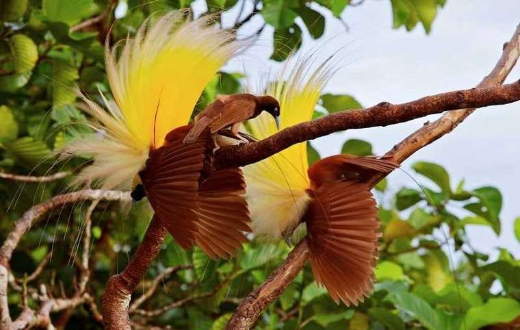 Goldi Bird-of-Paradise, A Rare Bird Living in the Mountains of